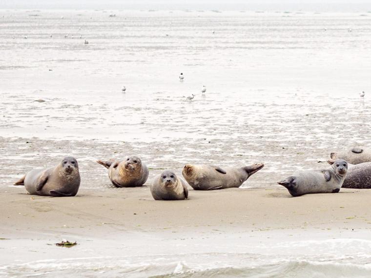 Van Harte In Zeeland Kamperland Bagian luar foto